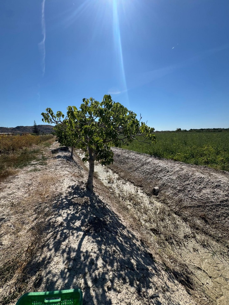 Finca v Granja de Rocamora
