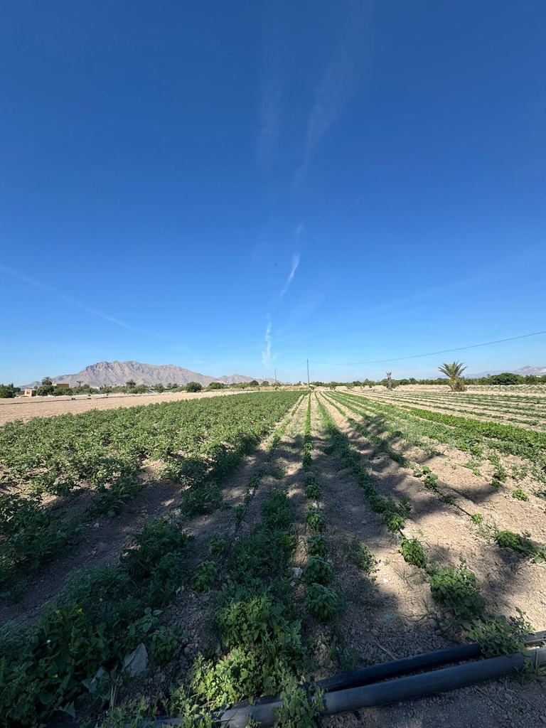 Finca v Granja de Rocamora