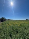 Finca v Granja de Rocamora