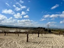 Moderný Land v Bullas – Inland