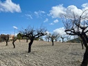 Moderný Land v Bullas – Inland