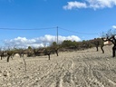 Moderný Land v Bullas – Inland
