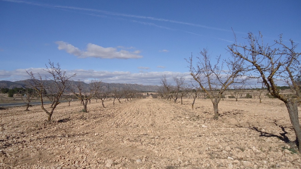 Moderný Land v Yecla – Inland
