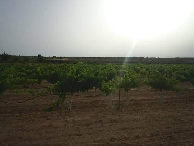 Moderný Land v Yecla – Inland