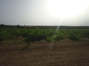 Moderný Land v Yecla – Inland