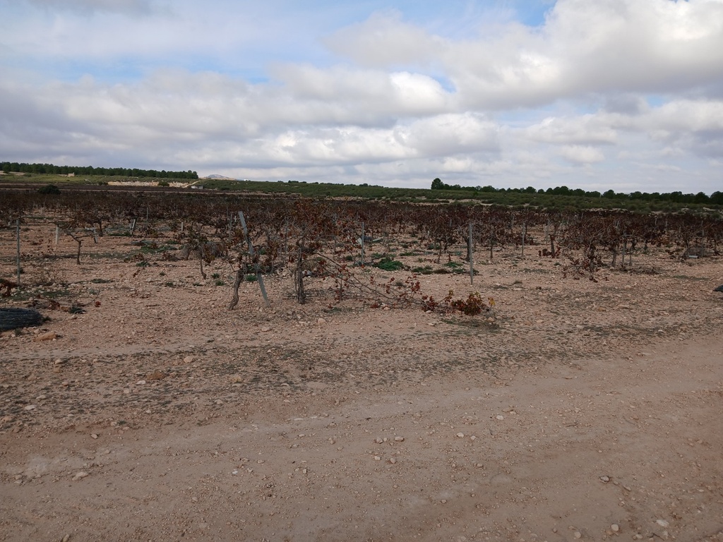 Moderný Land v Yecla – Inland