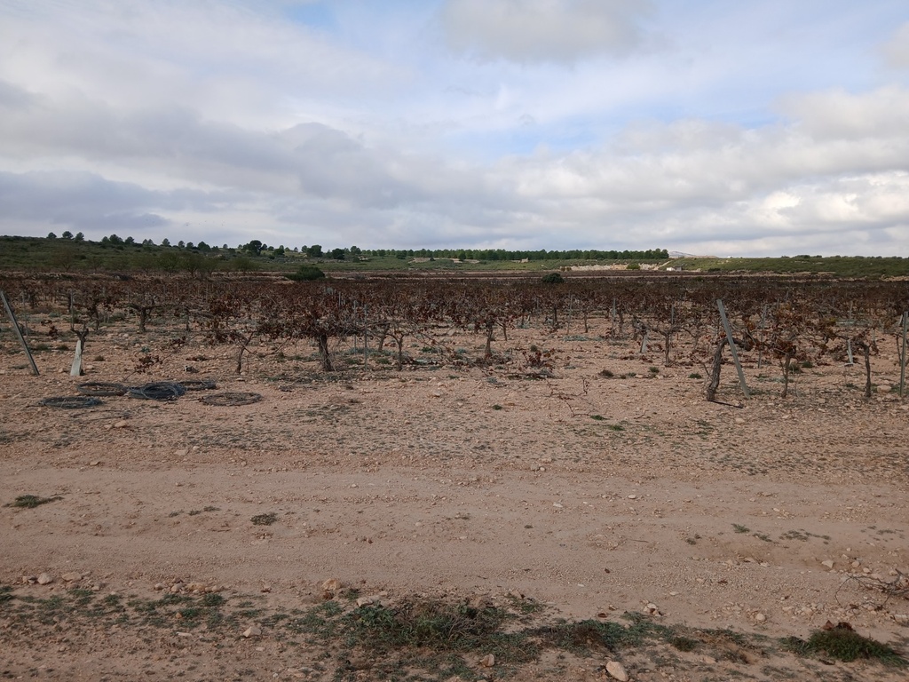 Moderný Land v Yecla – Inland