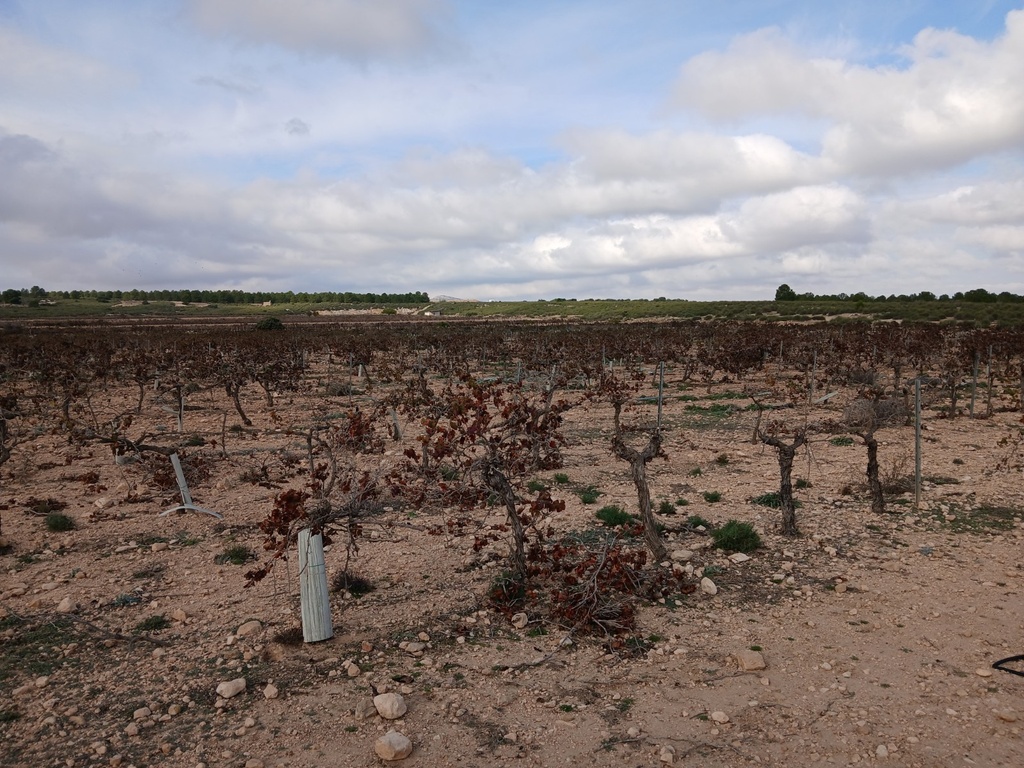 Moderný Land v Yecla – Inland