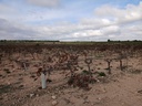 Moderný Land v Yecla – Inland
