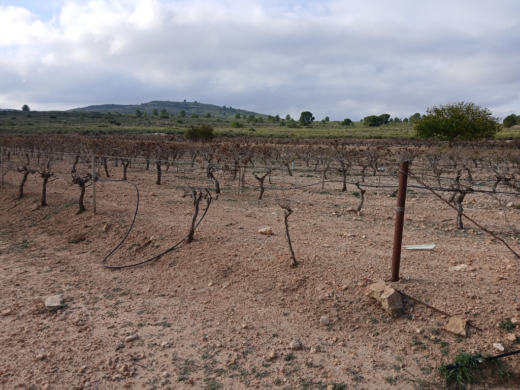 Moderný Land v Yecla – Inland