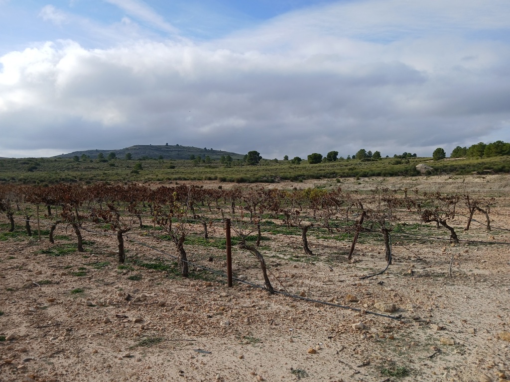 Moderný Land v Yecla – Inland