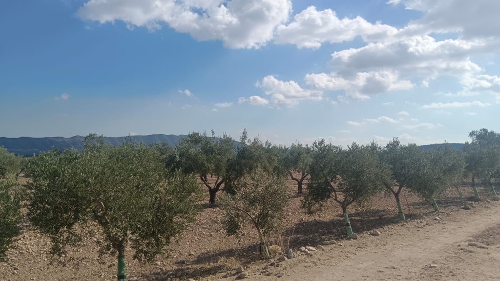 Moderný Land v Salinas – Inland