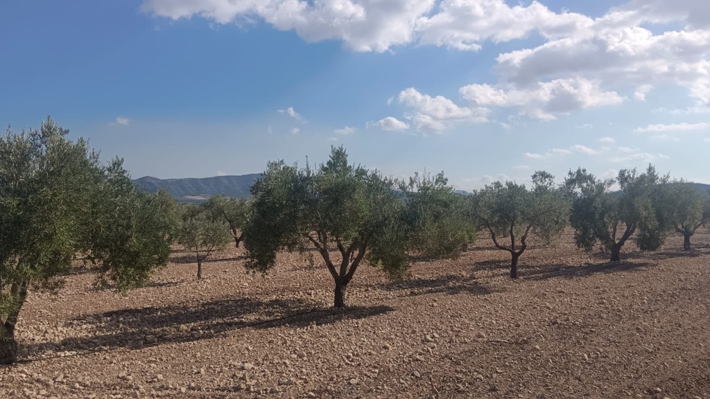 Moderný Land v Salinas – Inland