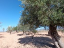 Moderný Property v Jumilla – Inland