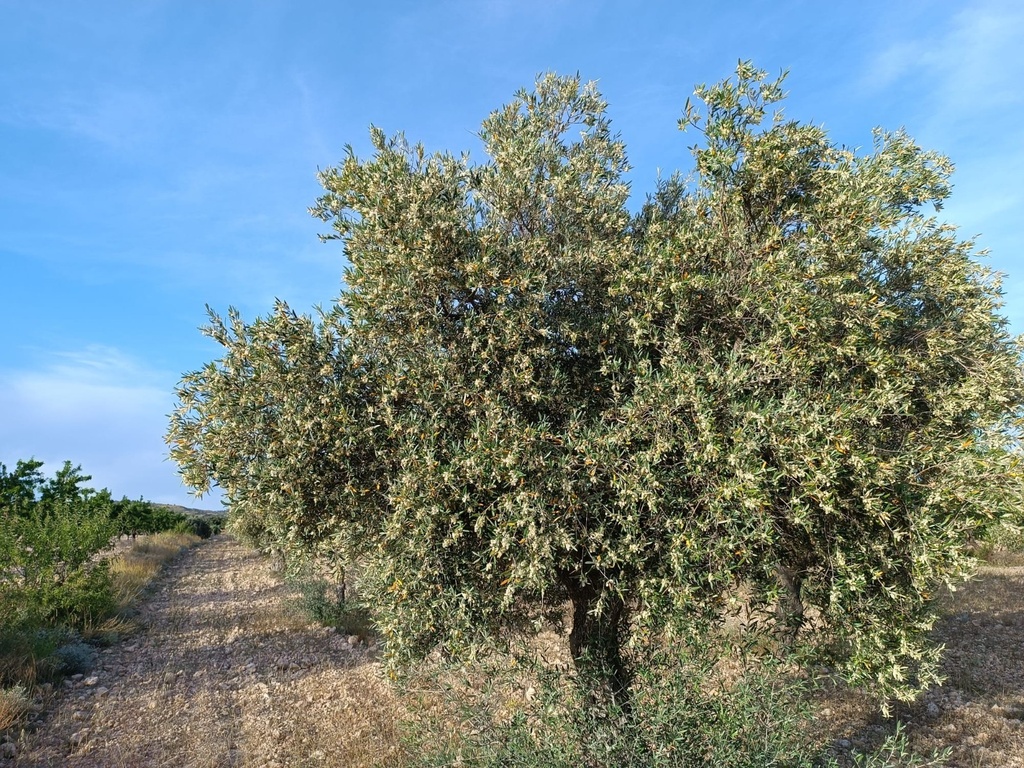 Moderný Property v Yecla – Inland