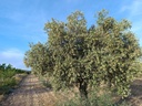 Moderný Property v Yecla – Inland