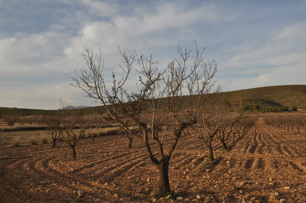 Moderný Land v Abanilla – Inland