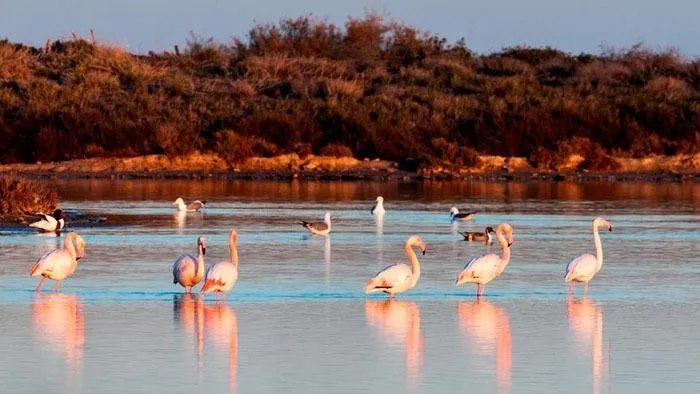 las Salinas v Lo Pagán