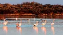 las Salinas v Lo Pagán