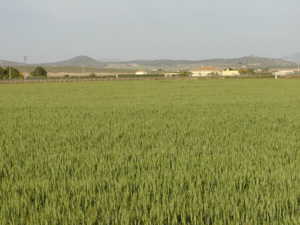 Moderný Land v Yecla – Inland