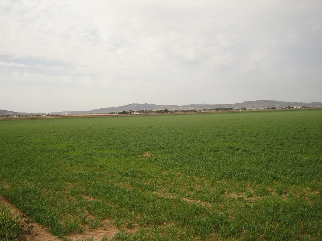 Moderný Land v Yecla – Inland