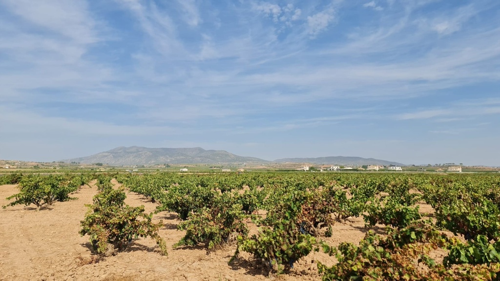 Moderný Land v Pinoso – Inland
