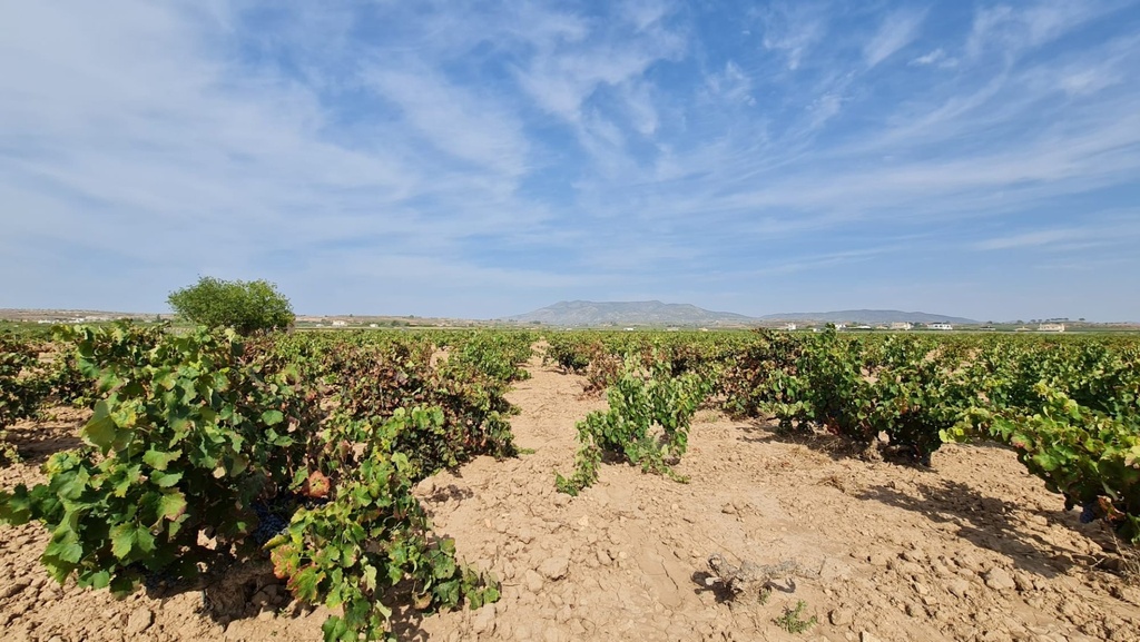 Moderný Land v Pinoso – Inland