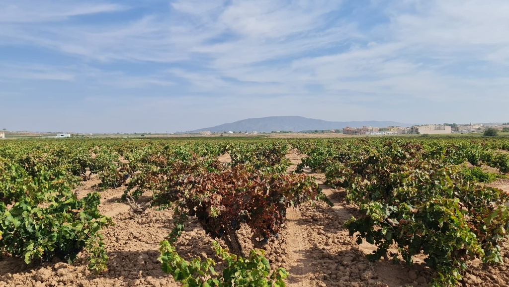 Moderný Land v Pinoso – Inland