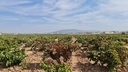 Moderný Land v Pinoso – Inland