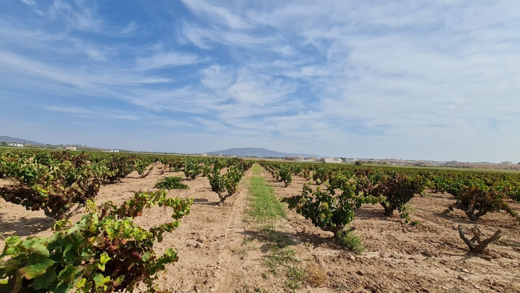 Moderný Land v Pinoso – Inland