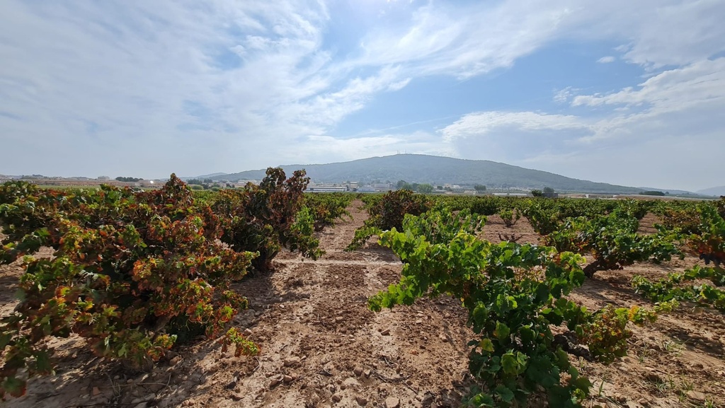 Moderný Land v Pinoso – Inland