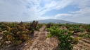 Moderný Land v Pinoso – Inland