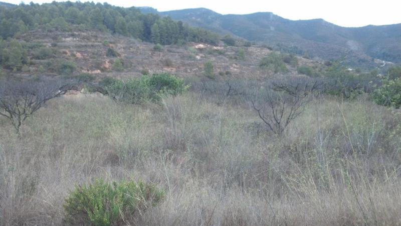 Moderný Land v Gandia – Inland